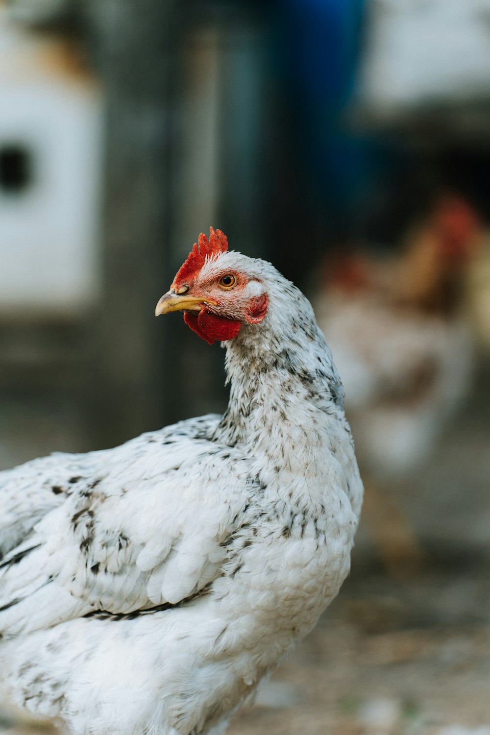 a close up of a chicken on a dirt ground