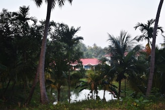 A serene view of a tropical property surrounded by lush greenery.