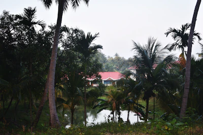 Lush green land plot surrounded by tropical trees in Trat