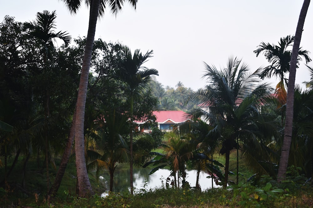 a river surrounded by palm trees and a red roofed house