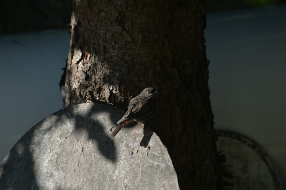 a small bird perched on a rock next to a tree