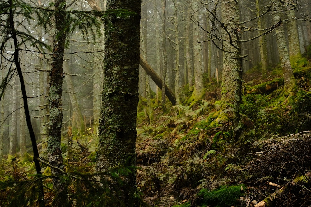 a forest filled with lots of tall trees