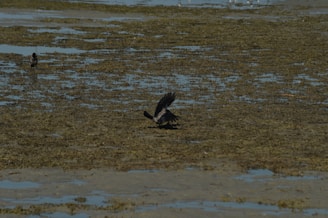 A bird is seen in flight over a wetland area with patches of water and mud, surrounded by a few other birds in the background. The scene conveys a natural habitat with earthy textures.