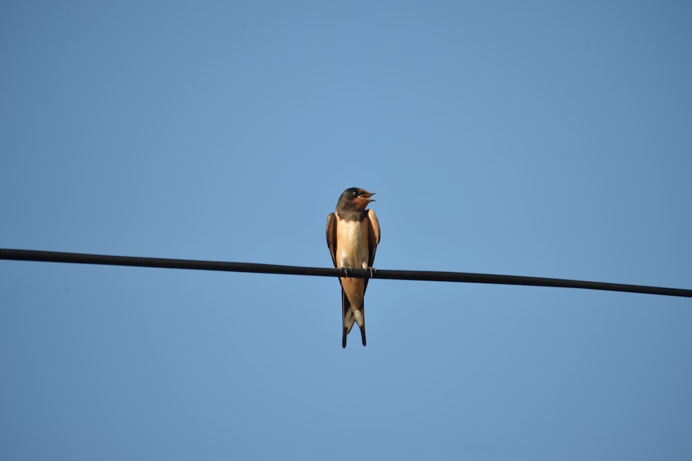 a bird sitting on a wire with a blue sky in the background
