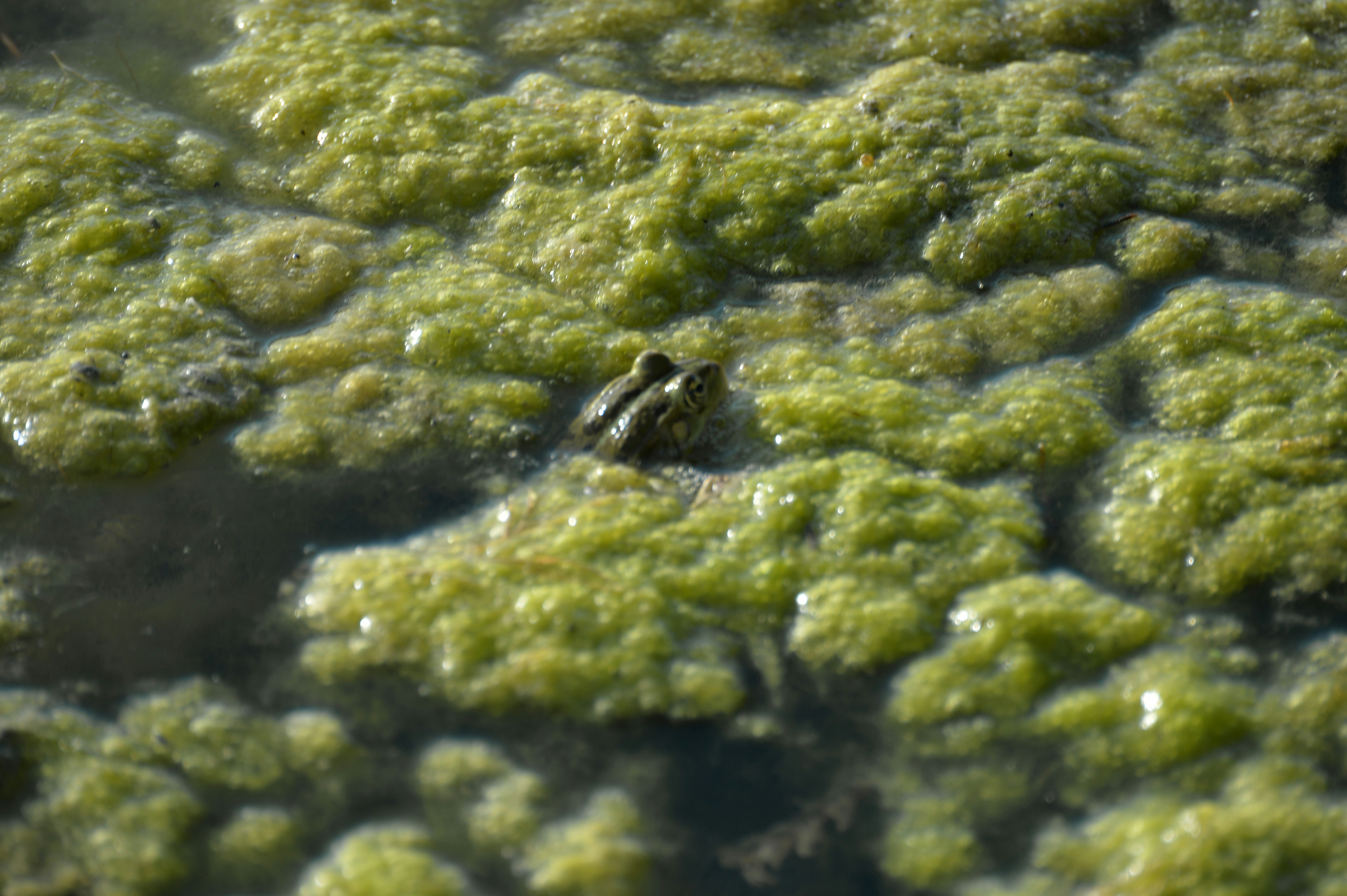 Peatlands: Bacterial Hotspots (image credits: unsplash)