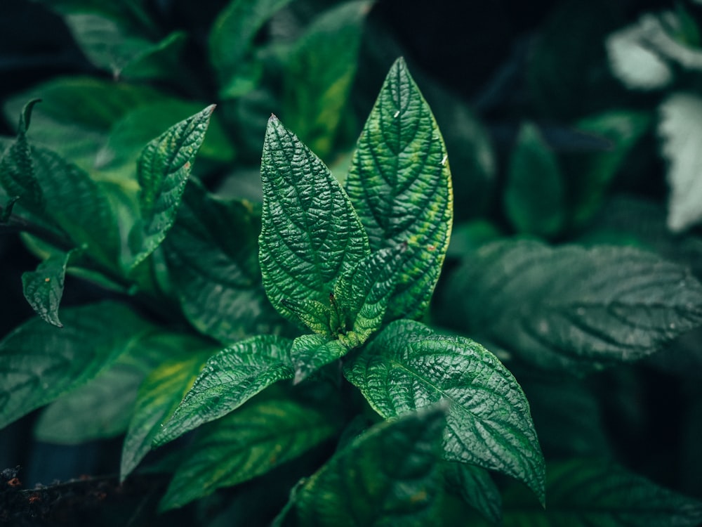 a close up of a green leafy plant