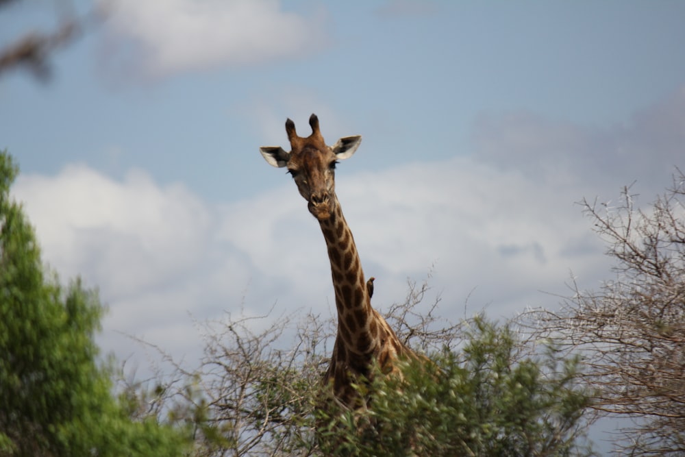 a giraffe standing in the middle of a forest