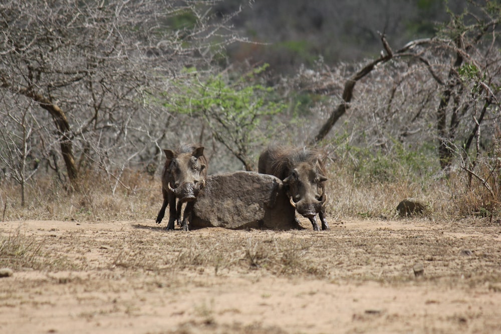 a couple of animals that are standing in the dirt