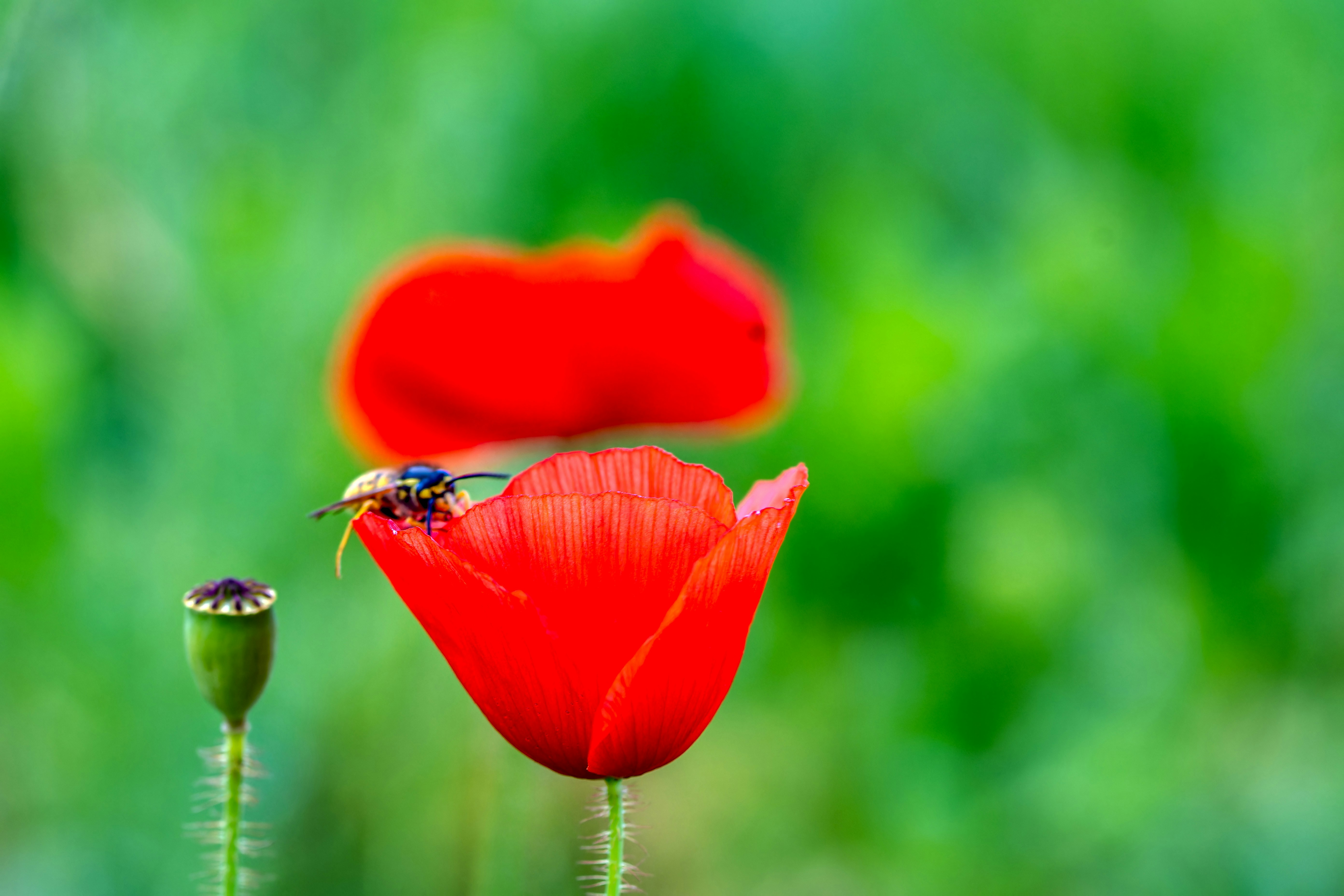 Photo by siegfriedpoepperl