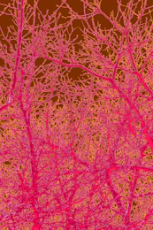 A vibrant network map illustrating expanding connections between advertisers and media agencies with bright orange highlights.