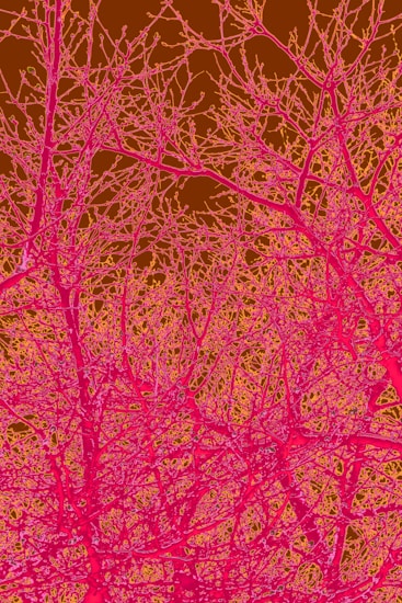A network of tree branches with an artificial color scheme. The branches are predominantly in bright pink and yellow against a brown background, creating a high contrast abstract visual.