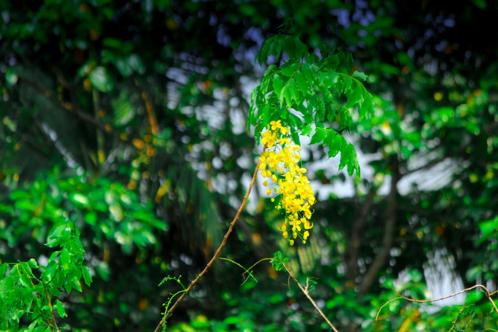 a bunch of yellow flowers hanging from a tree