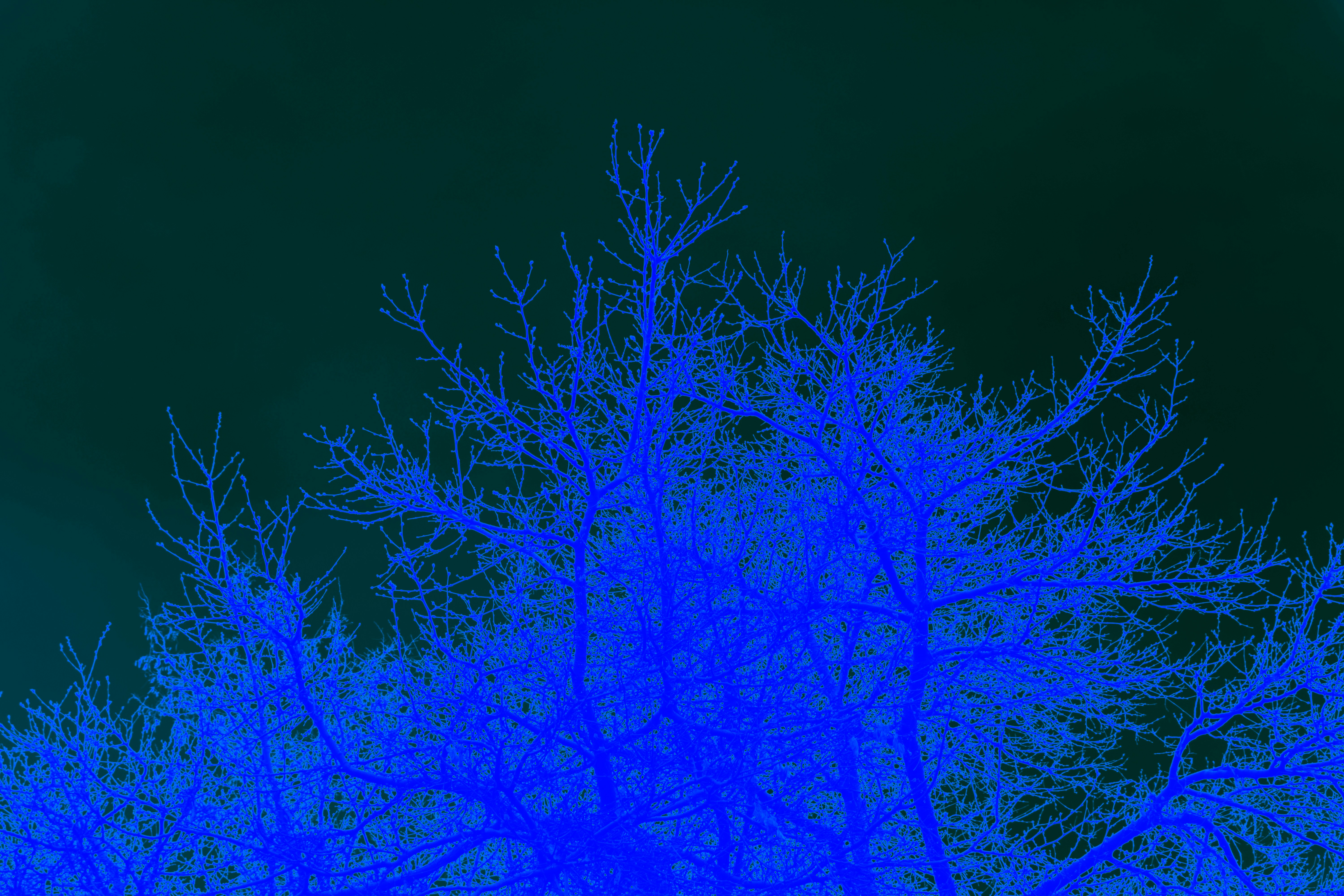 a blue tree is shown against a dark blue sky