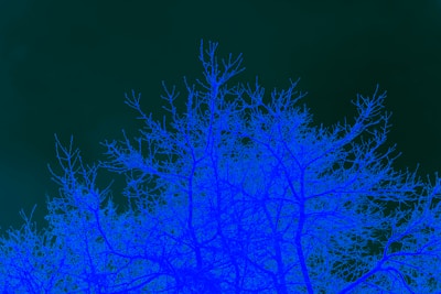 A network of leafless tree branches is illuminated in vivid blue against a dark green background, creating a stark contrast between the two colors.
