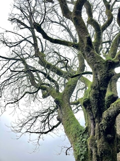 an old tree with moss growing on it