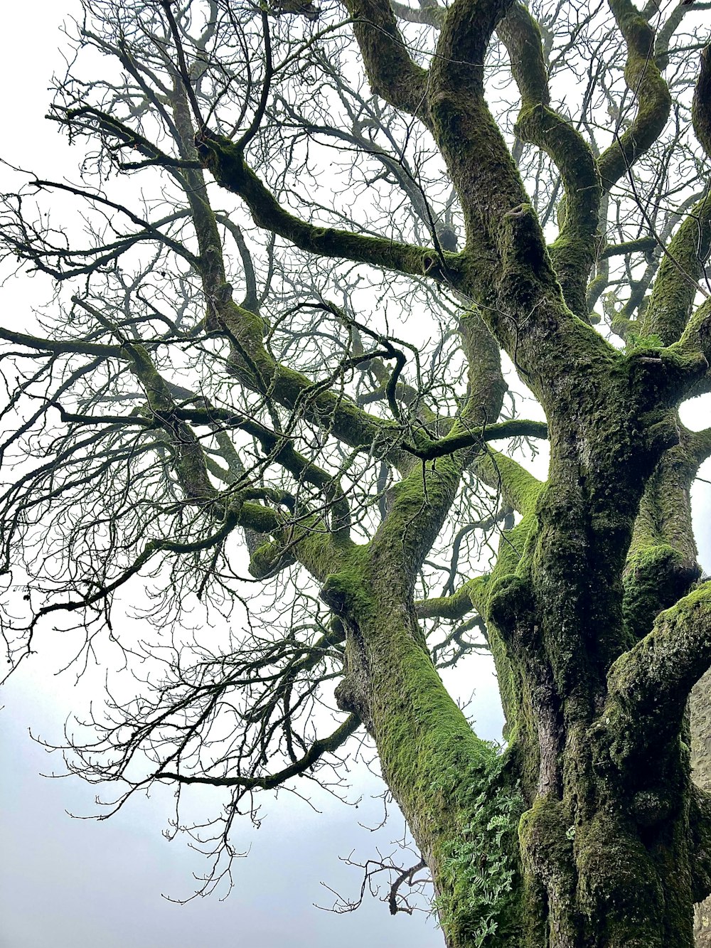 an old tree with moss growing on it