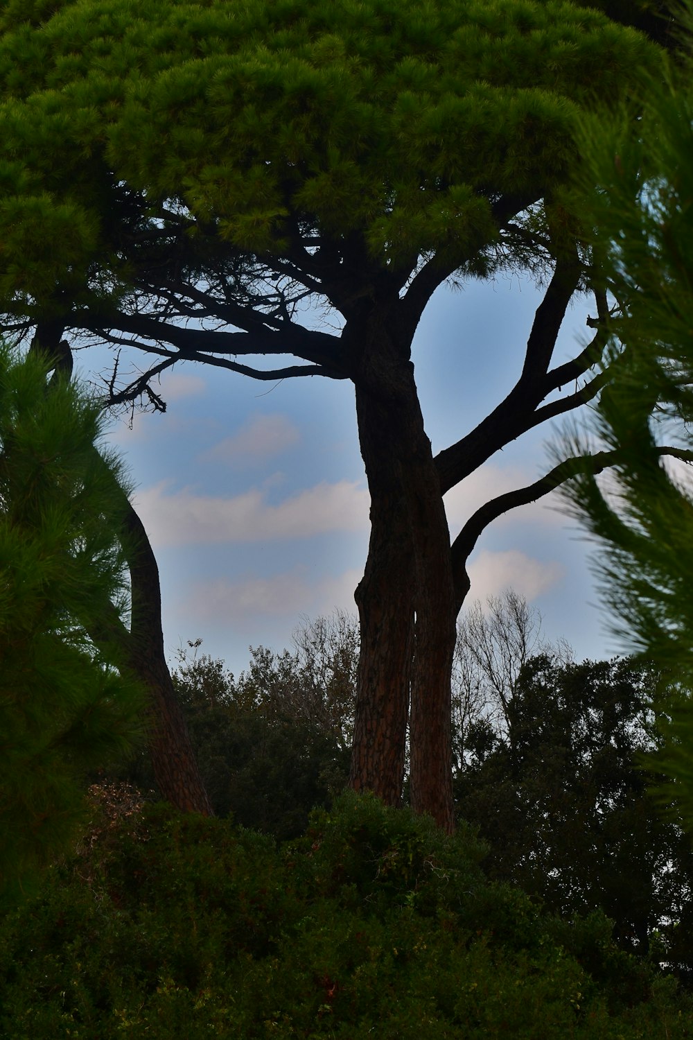 a bird is perched on top of a tree