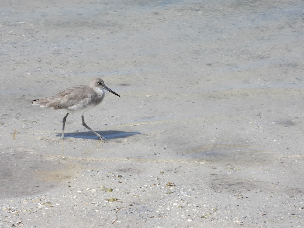 um pequeno pássaro caminhando por uma praia de areia