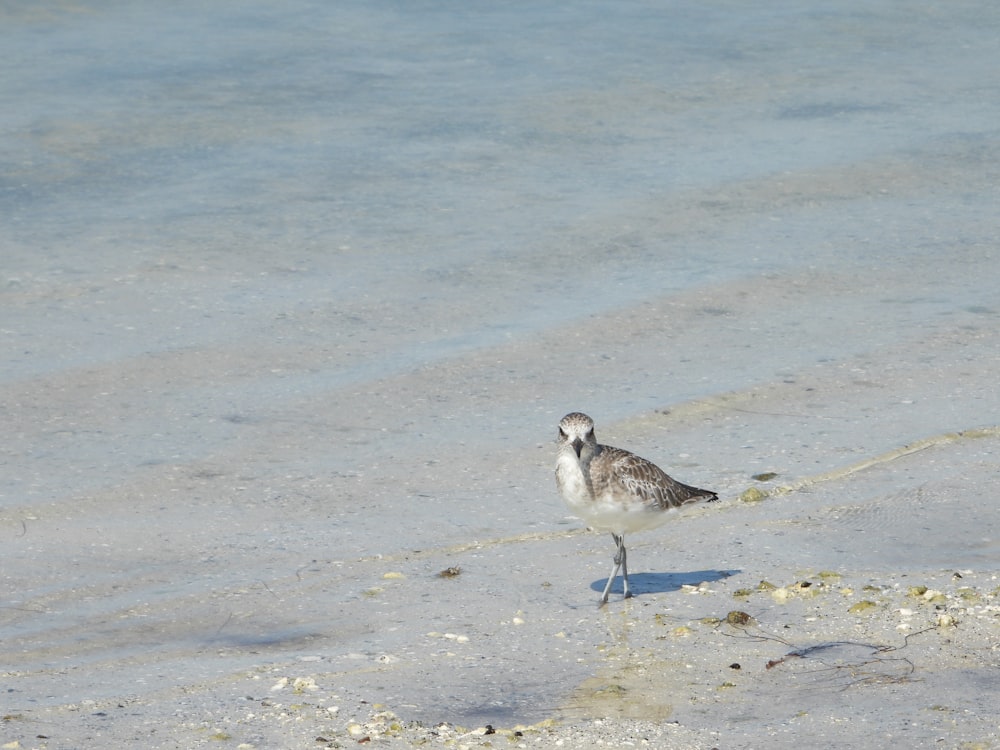 a small bird standing on a beach next to the ocean