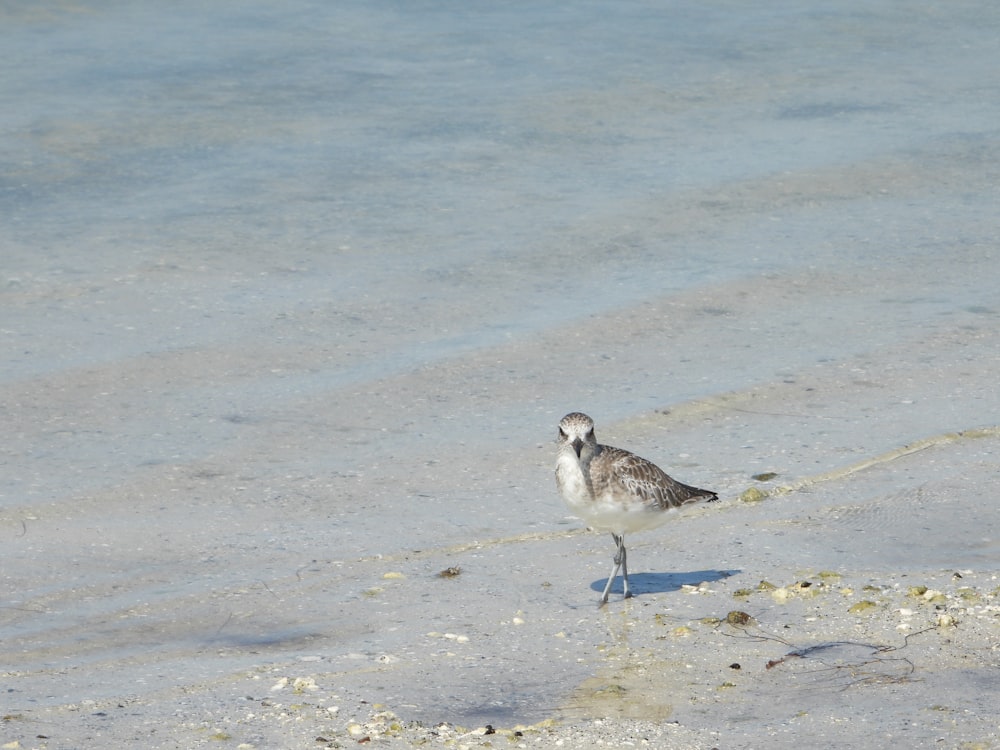 um pequeno pássaro em pé em uma praia ao lado do oceano