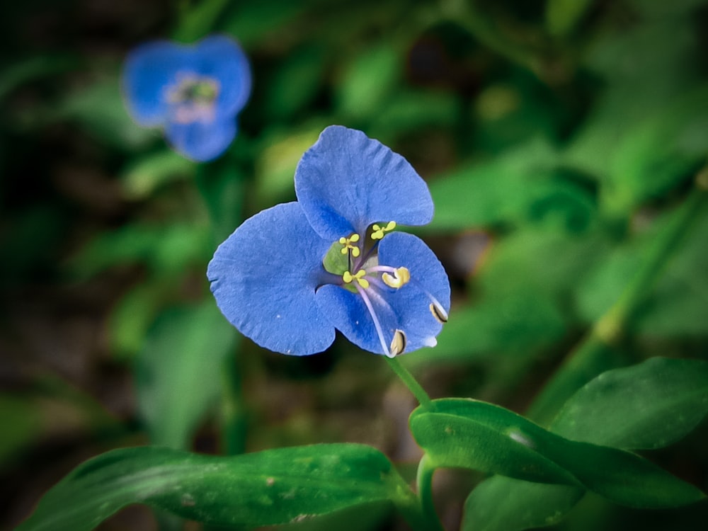 une fleur bleue avec des feuilles vertes en arrière-plan