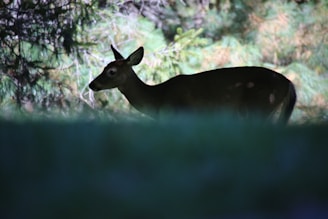 A delicate pencil sketch of a gentle deer standing quietly in a forest clearing.
