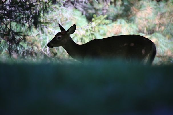 A delicate pencil sketch of a gentle deer standing quietly in a forest clearing.