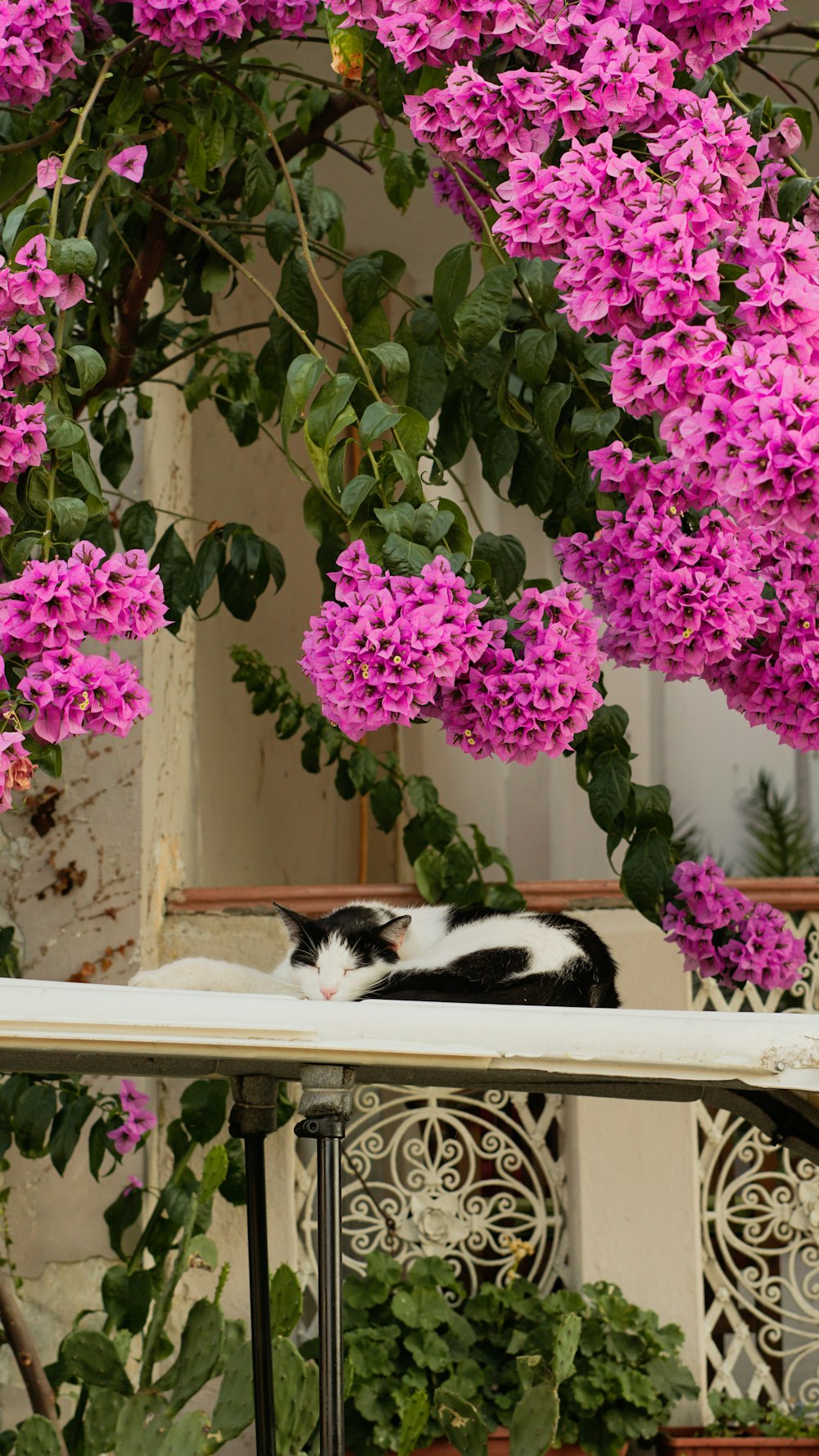 a black and white cat laying on top of a balcony