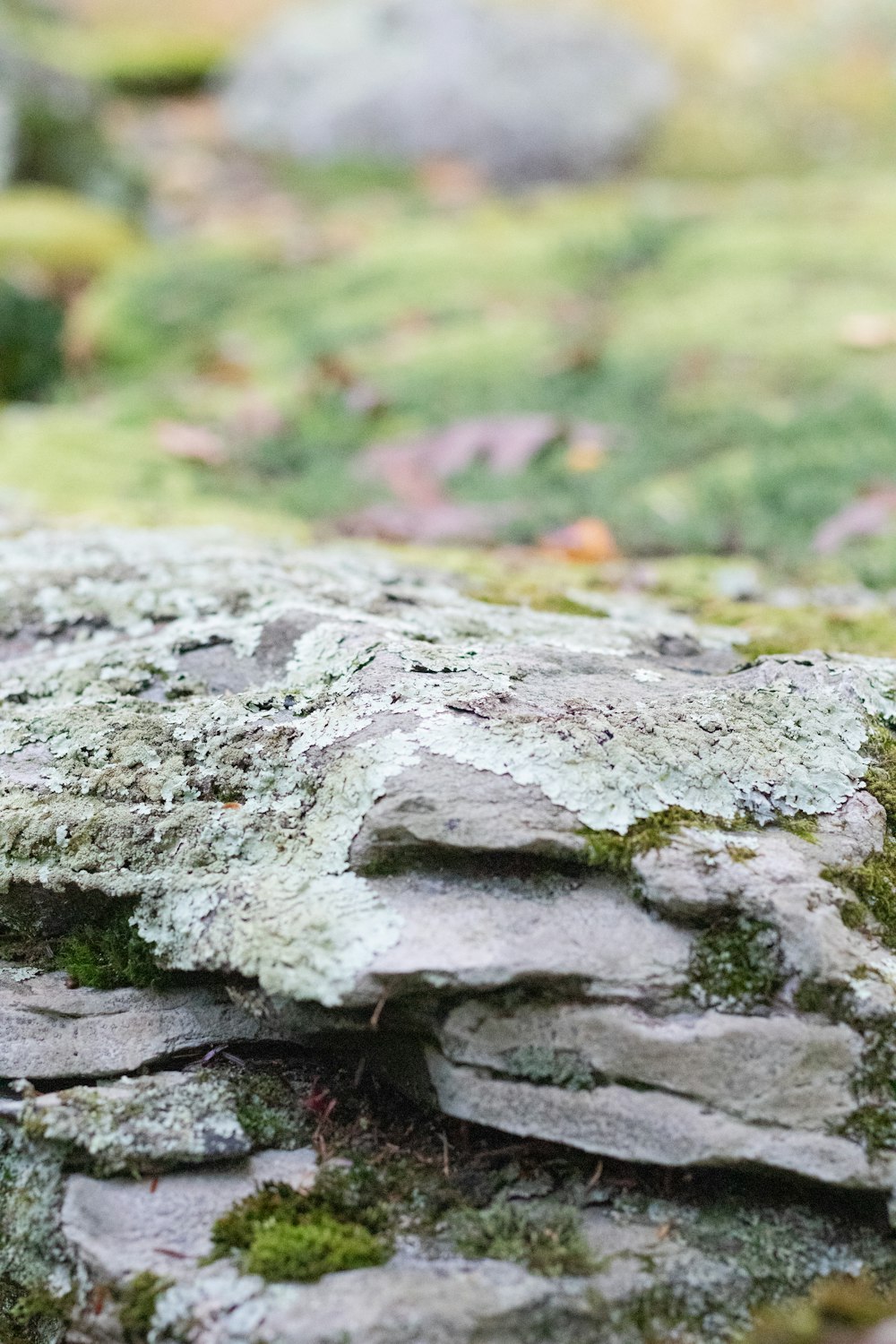 a close up of moss growing on a rock