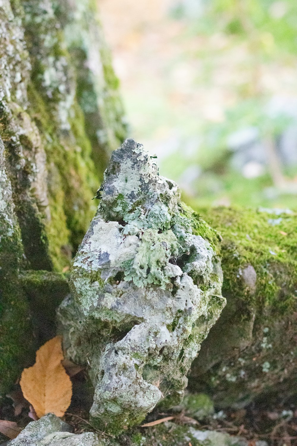 un tronco de árbol cubierto de musgo con una hoja que sobresale de él