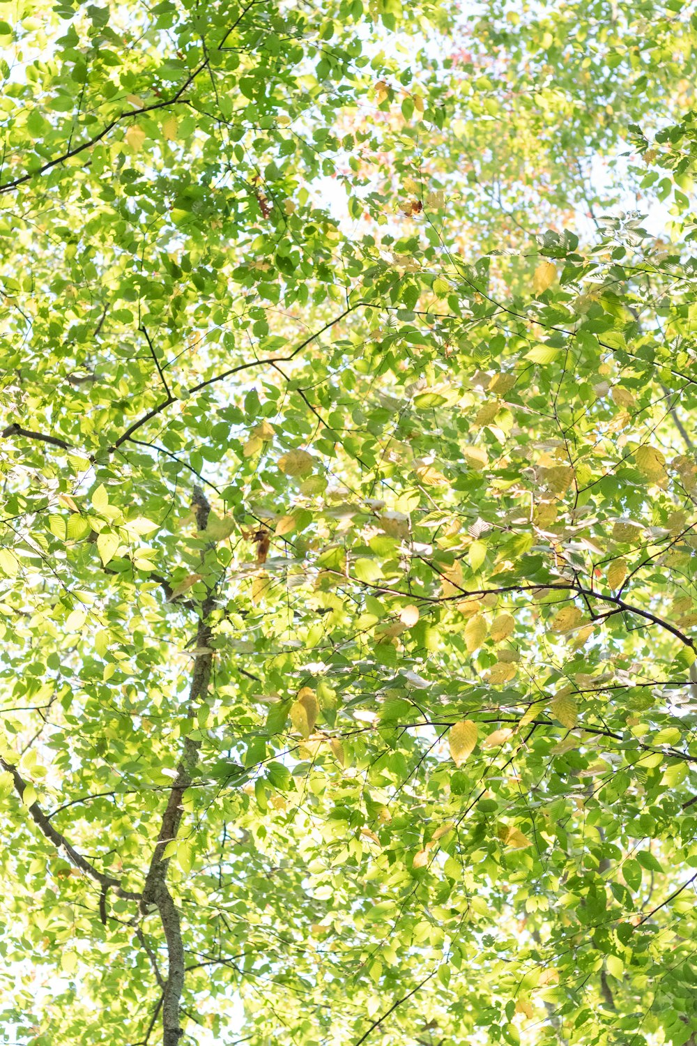 a bird is perched on a tree branch