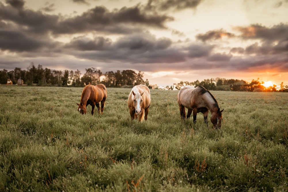 夕暮れ時に野原で草を食む3頭の馬