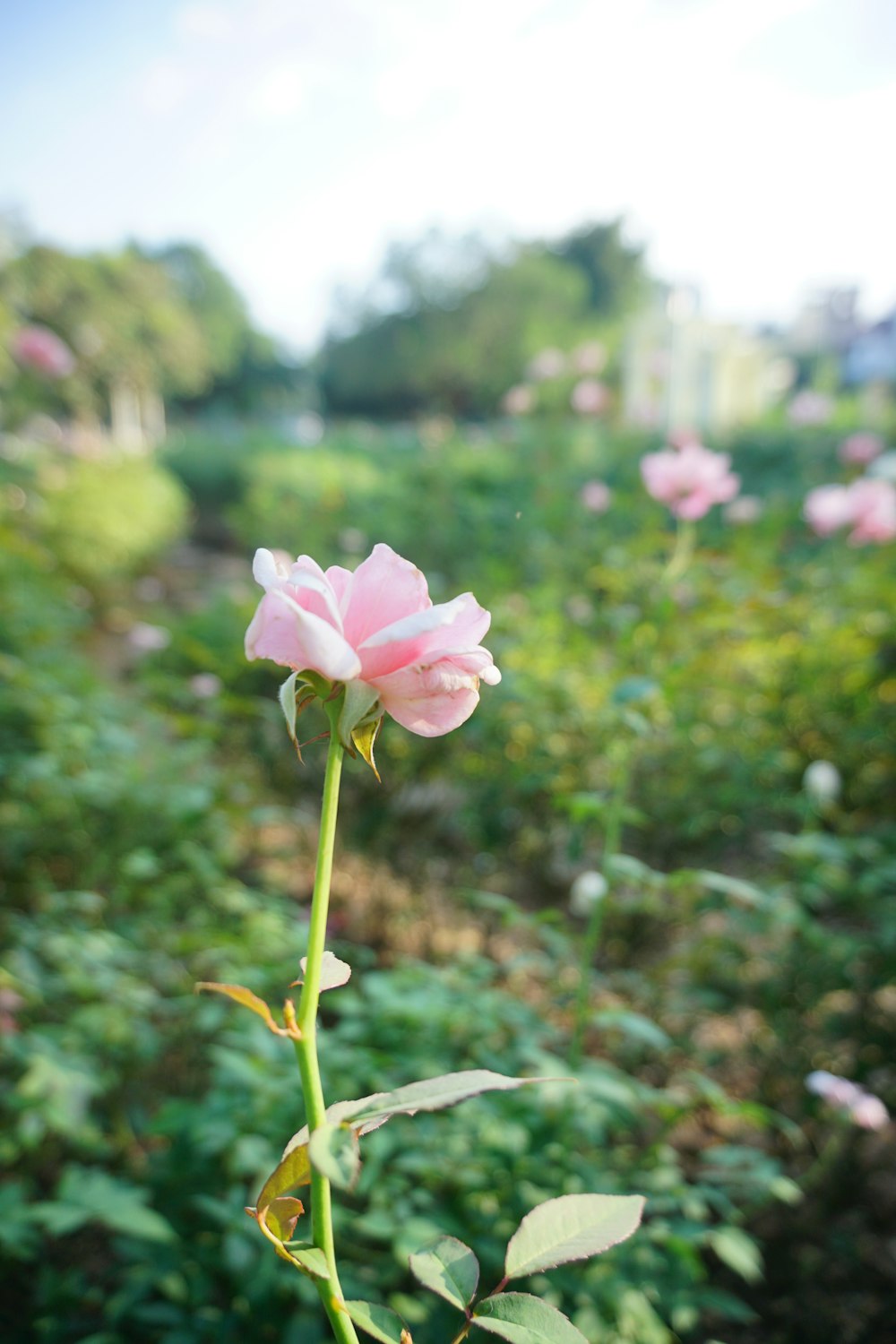 a single pink rose in a field of flowers