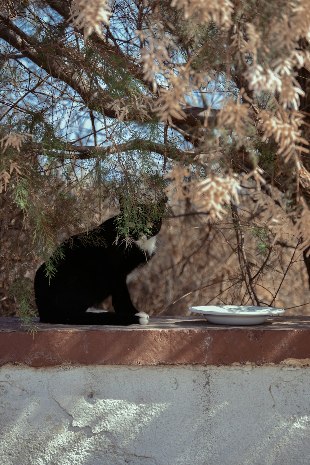 a black and white cat sitting on top of a window sill