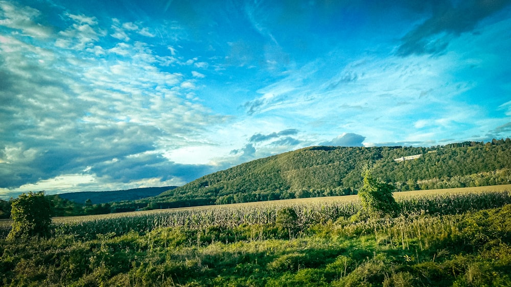 a lush green hillside under a blue cloudy sky