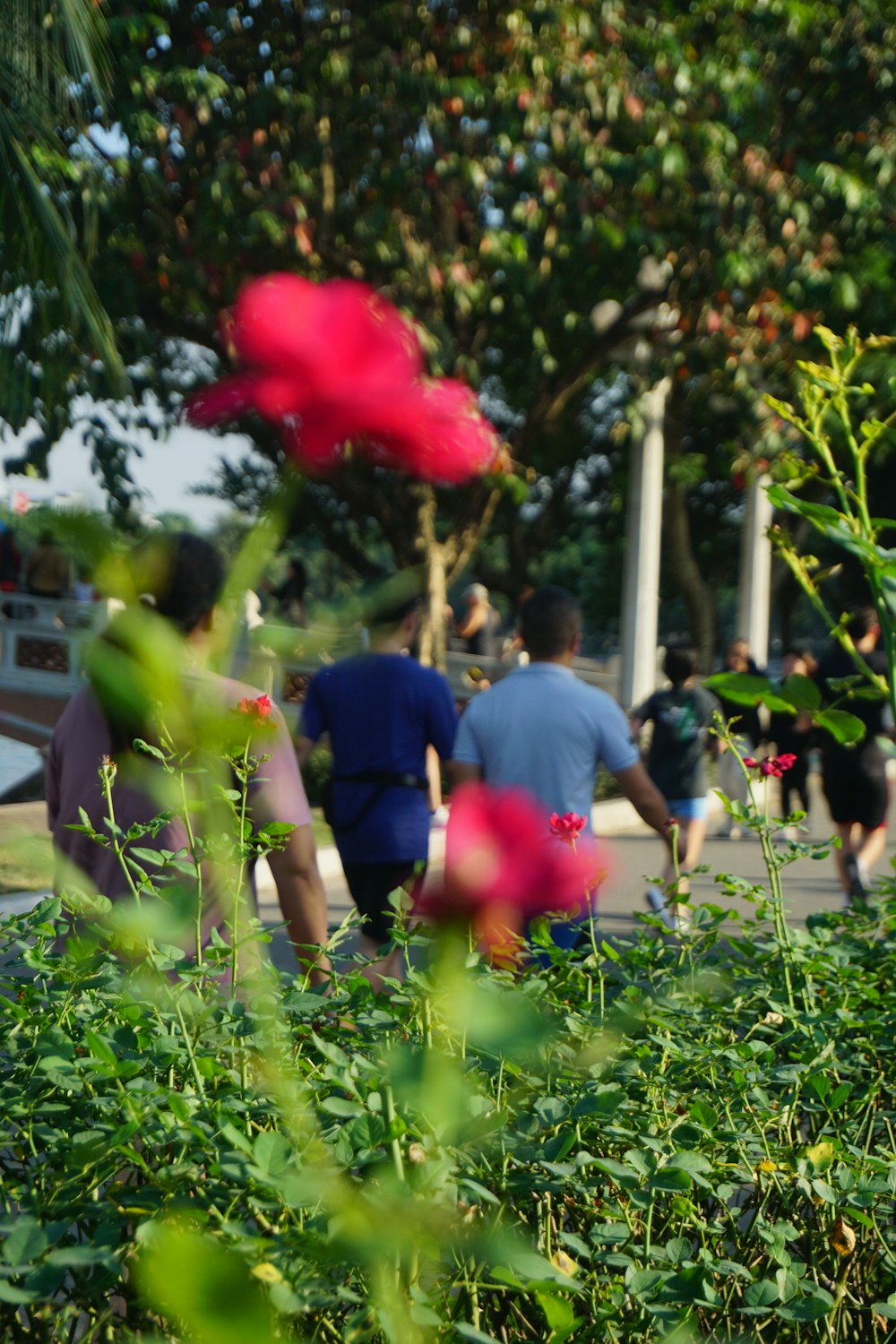 um grupo de pessoas caminhando por um parque verde exuberante