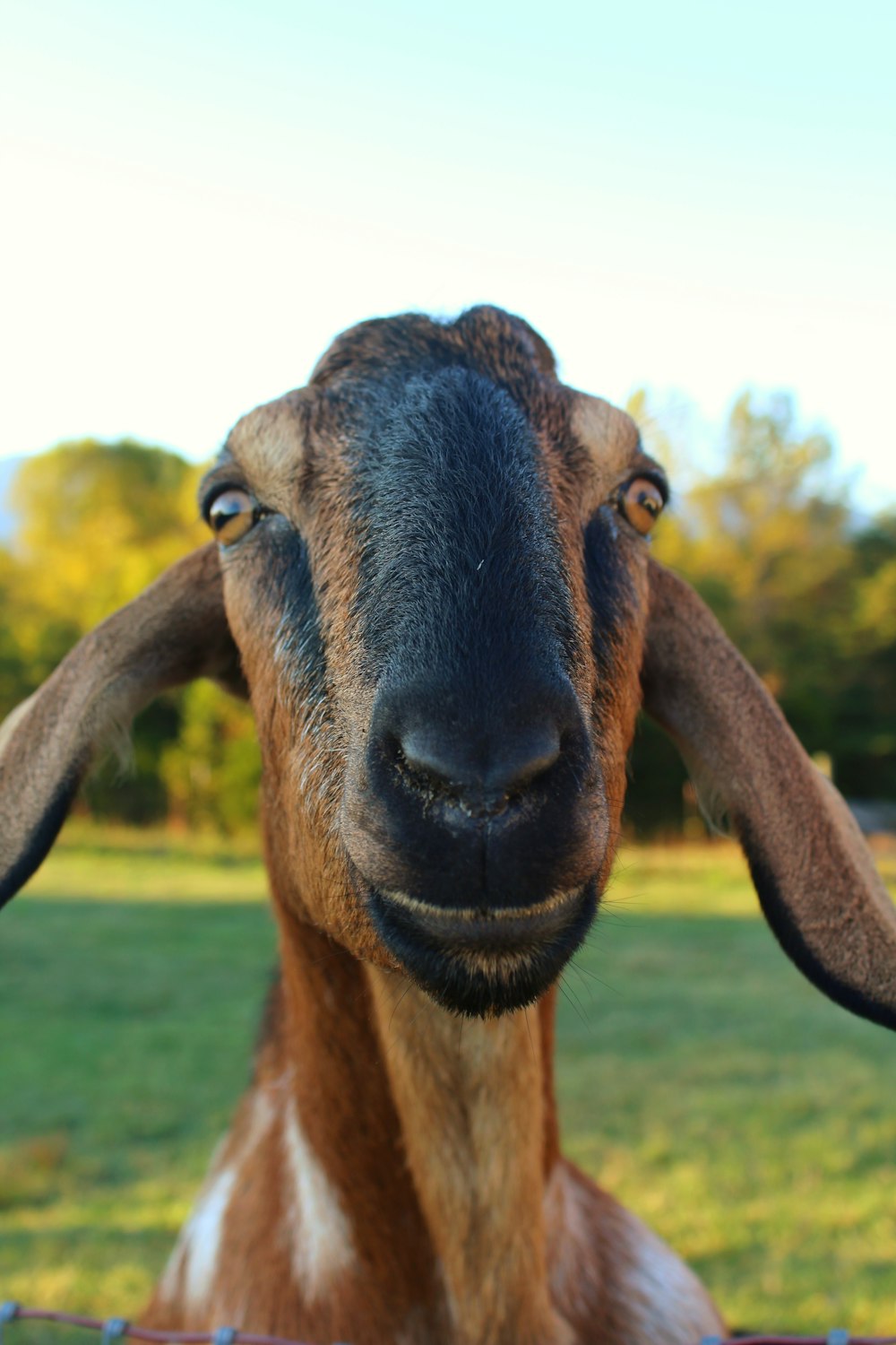 a close up of a goat looking at the camera