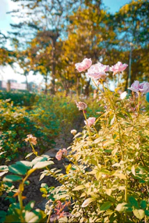 A serene landscape shot capturing a quiet garden path lined with blooming roses