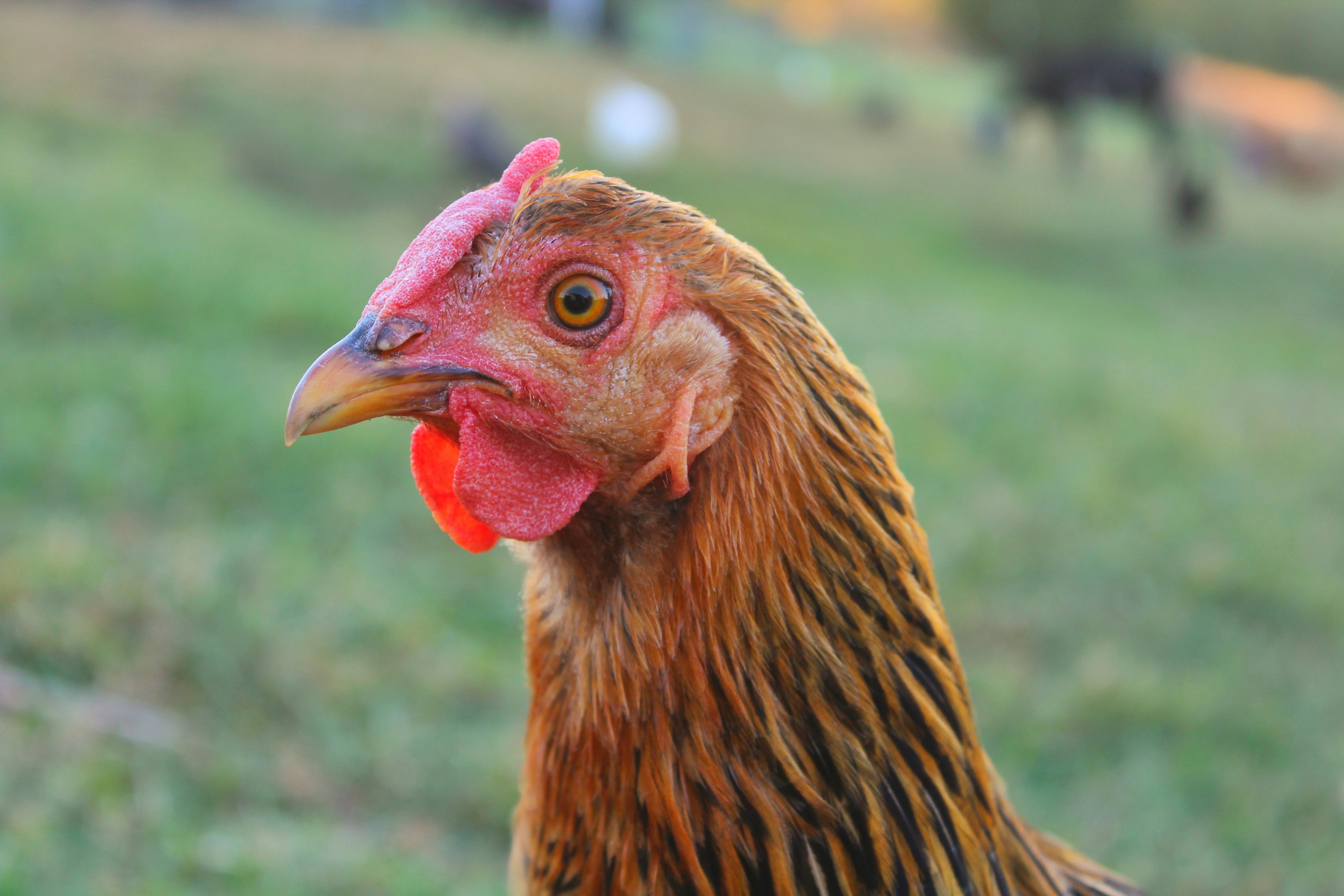 a close up of a chicken in a field