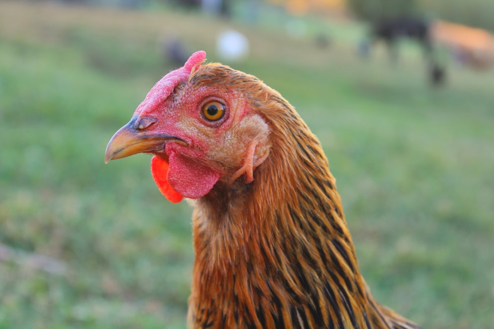 a close up of a chicken in a field