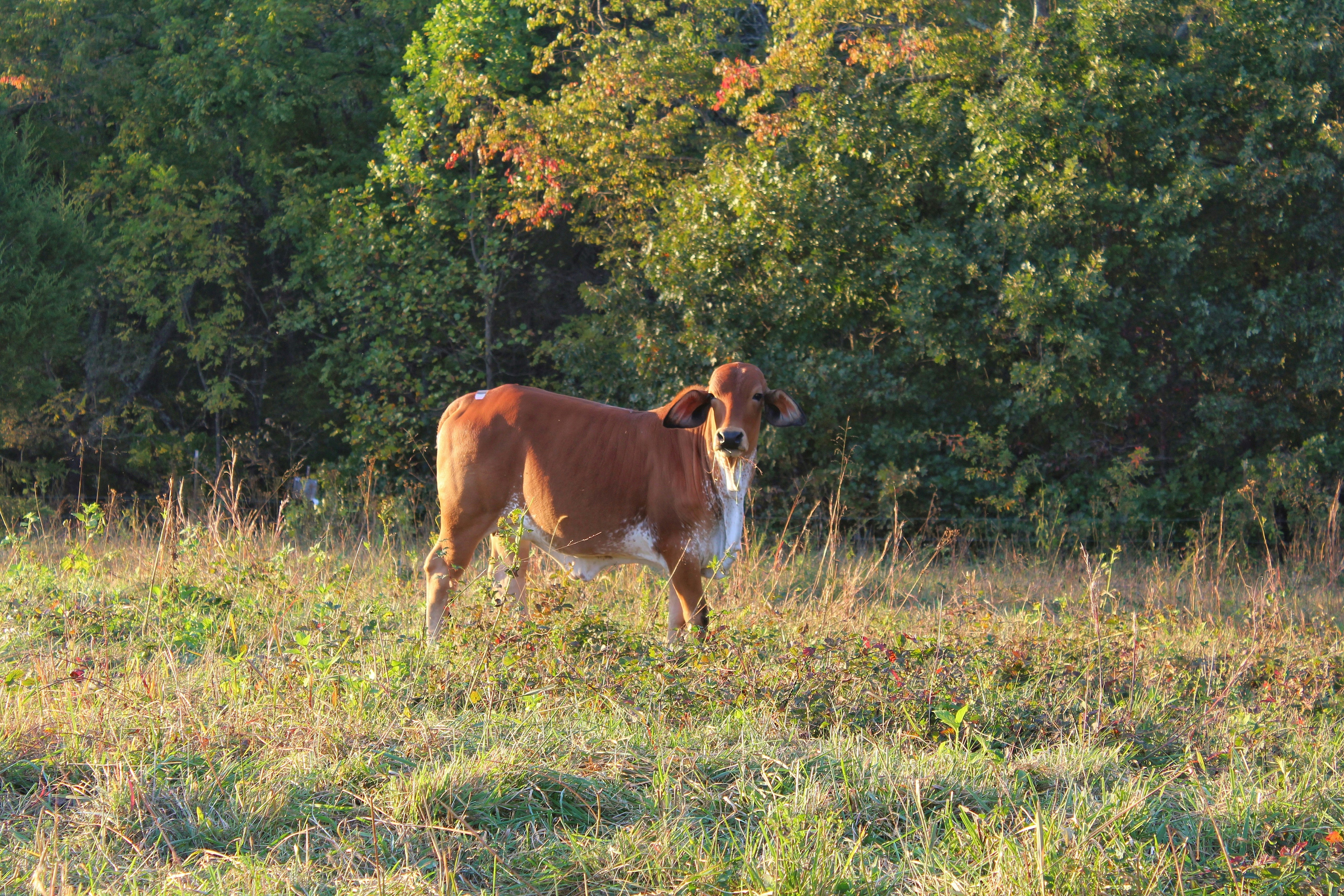 a brown and white dog standing on top of a grass covered field
