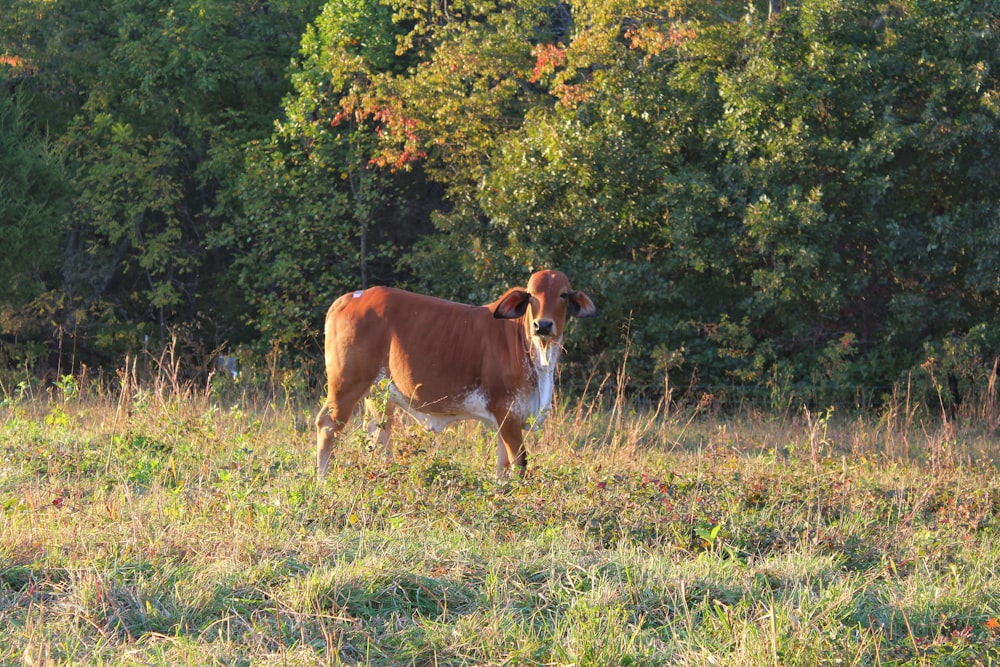 a brown and white dog standing on top of a grass covered field