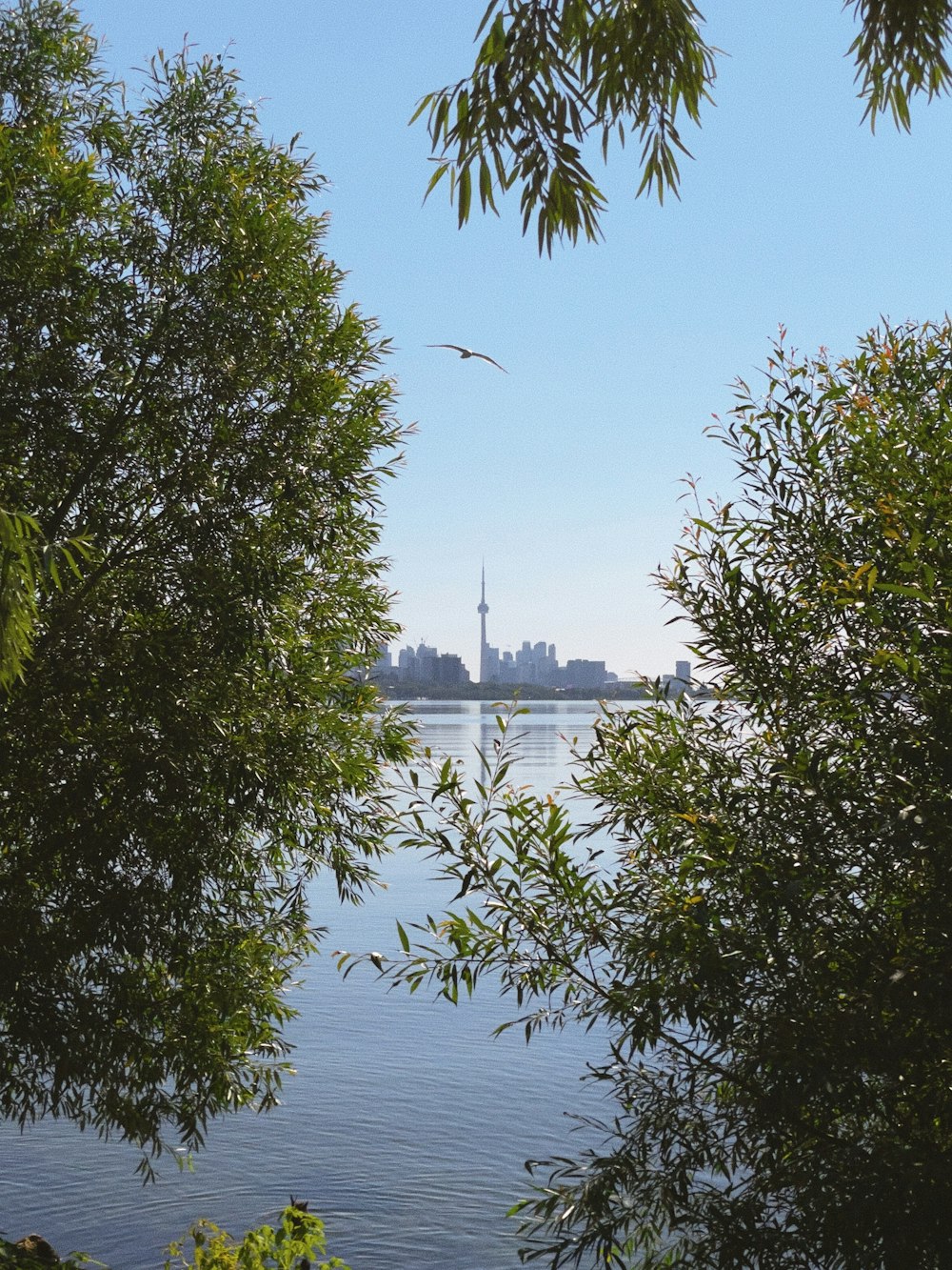 a body of water surrounded by trees with a city in the background