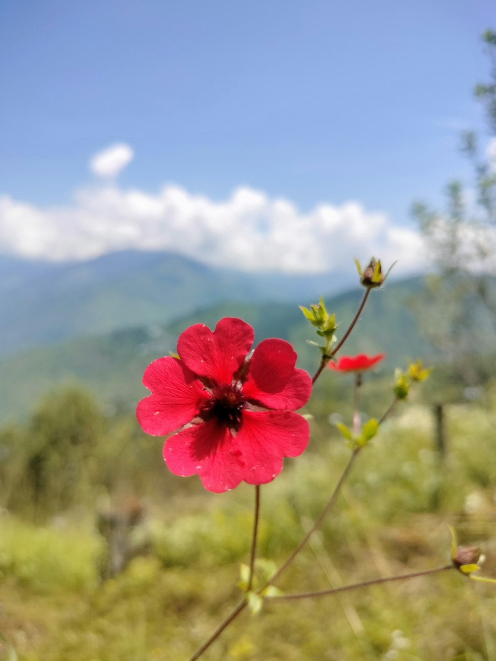 a red flower with mountains in the background