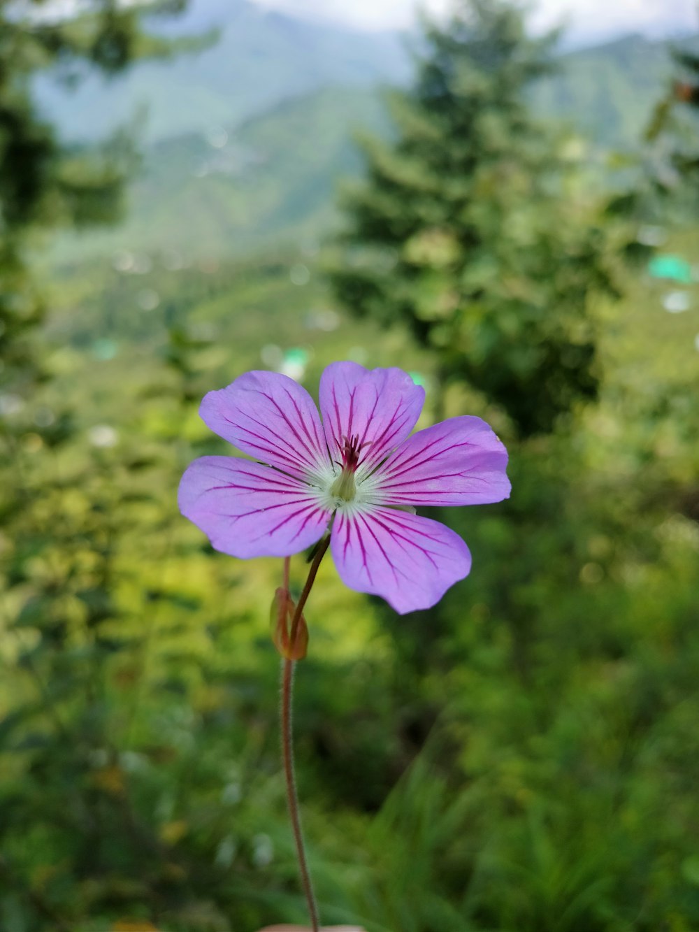 a person holding a purple flower in their hand