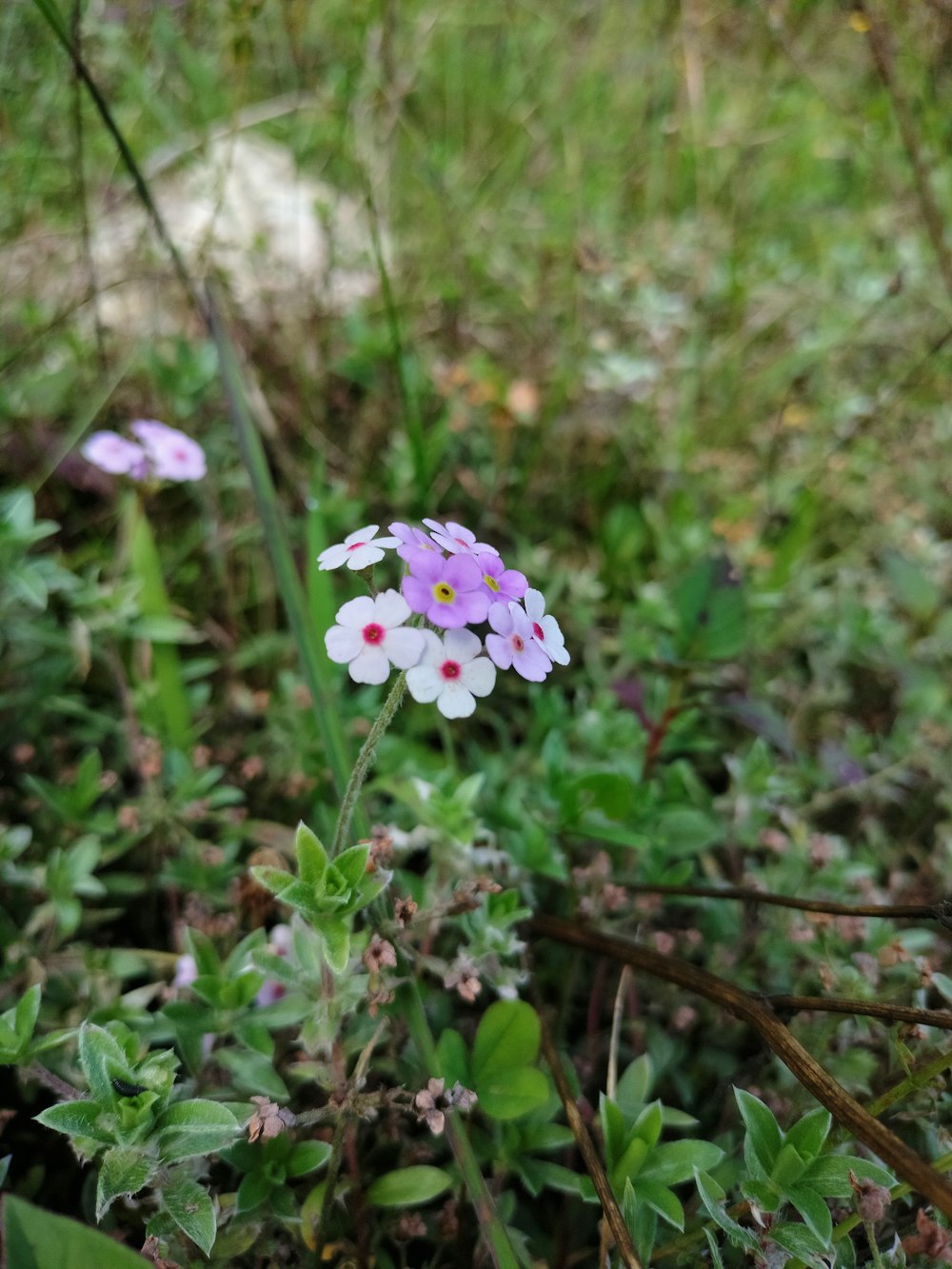 a bunch of flowers that are in the grass