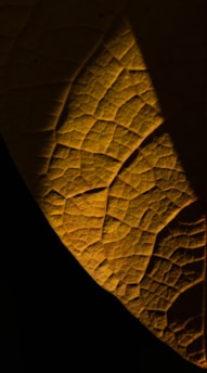 A close-up of a leaf with intricate vein patterns, highlighted by a warm light that accentuates its texture against a dark background.