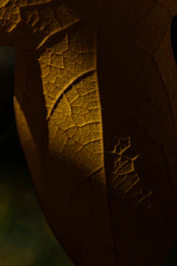 Elegant close-up of a golden sansevieria leaf with soft natural light highlighting its texture.