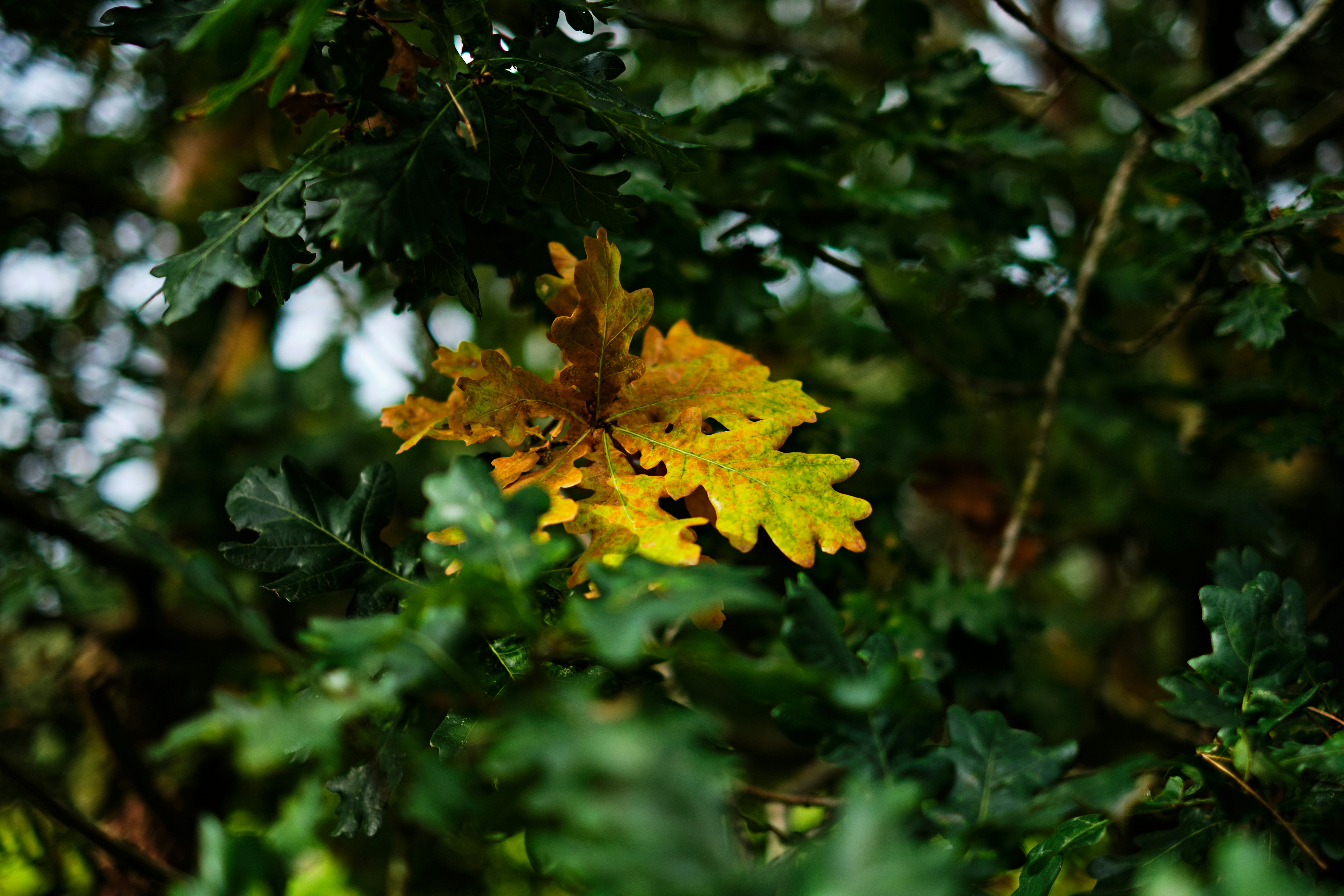 Photo by frostroomhead