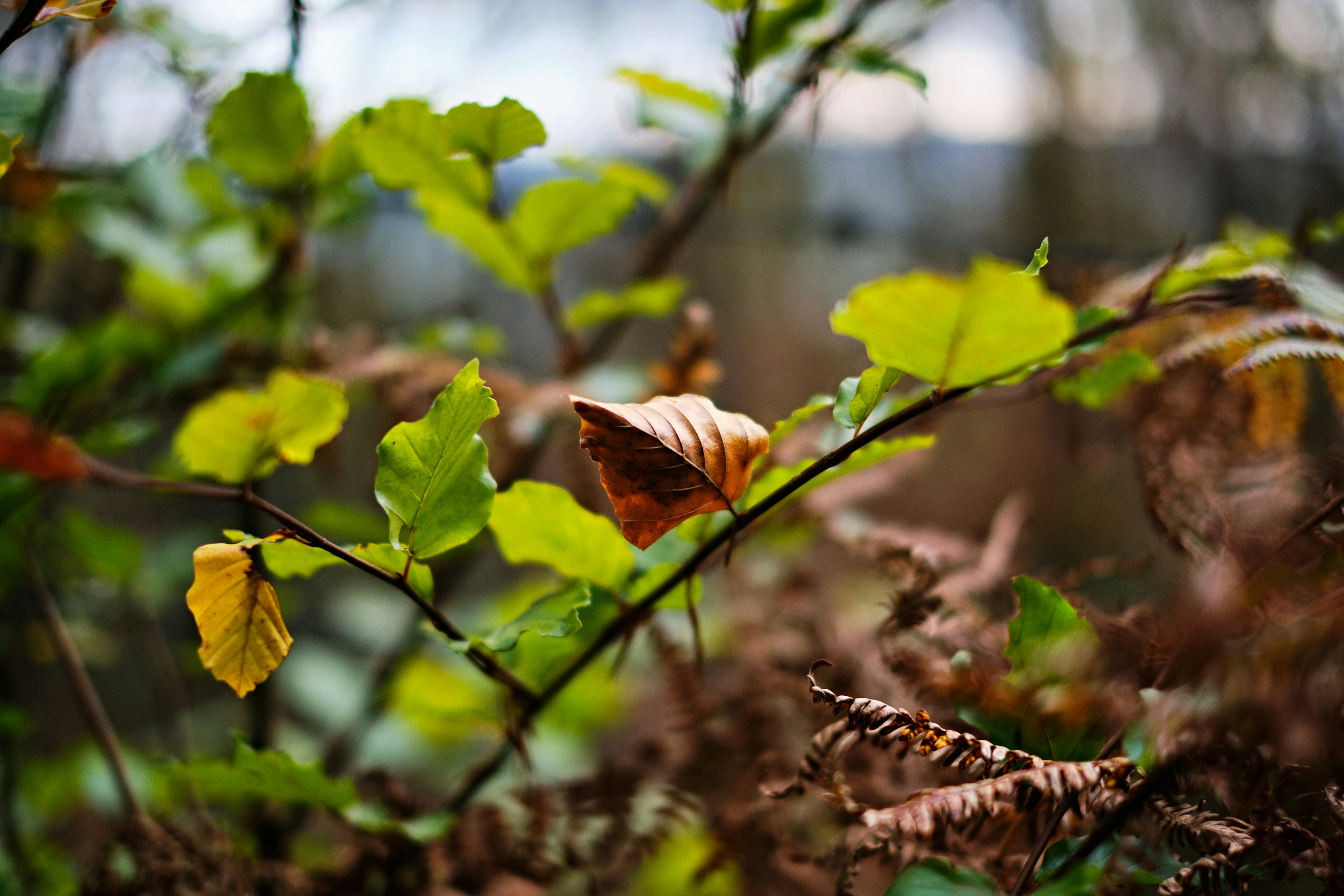 Photo by frostroomhead